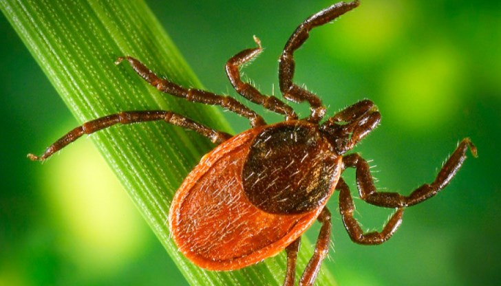 Ухапванията от тях могат да доведат до сериозни заболявания, включително борелиоза и енцефалит Ухапванията от тях могат да доведат до сериозни заболявания, включително борелиоза и енцефалит