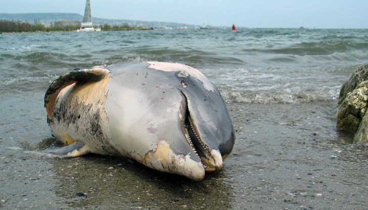 Каква е причината за смъртта на морските бозайници не е ясно
