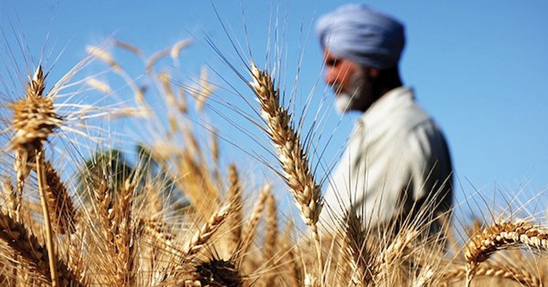 Индия, която е вторият най-голям производител на пшеница в светаИндия