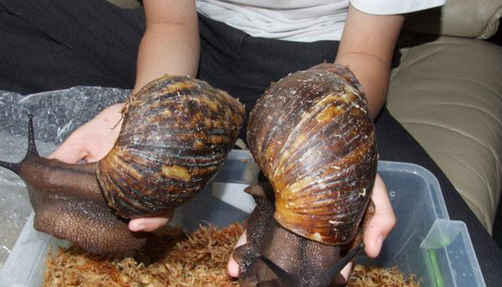 В Екомузей с аквариум в Русе ще бъде показана изложба