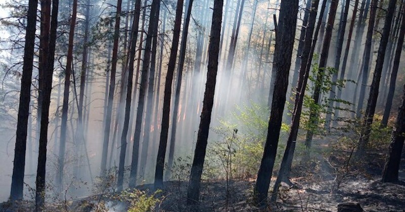 Засегнатата към момента площ е около сто декара иглолистна гораПожар