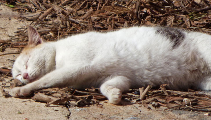 Животното се е намирало в двора на имотНа 22 май