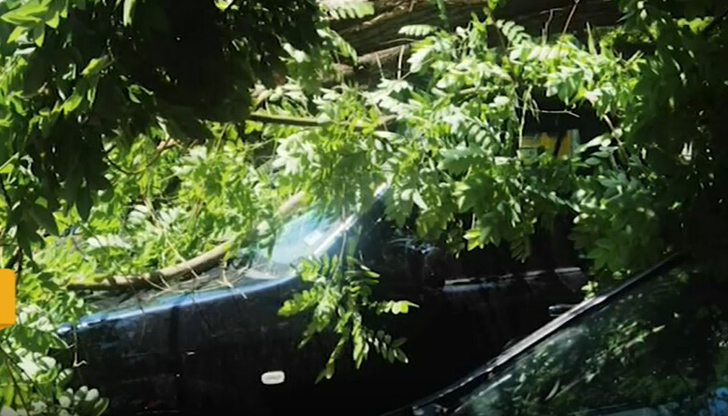 По чудо няма жертви и пострадалиДърво се разцепи на две