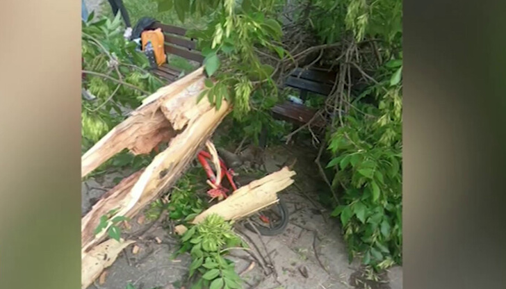 Инцидентът стана в ПловдивКлон на дърво падна върху пейка в