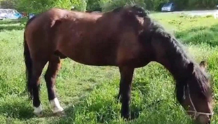 Безпризорен кон притесни жителите на квартал "Полигона" в София След