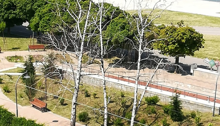 Изсъхнали брези придават занемарен вид на русенския кейЗа това е