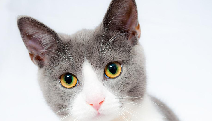 Проблемът с кашлицата при котките невинаги получава вниманието, което заслужава.Това