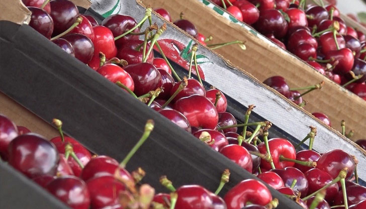 Голяма част от черешите са пострадали от пролетните студове и