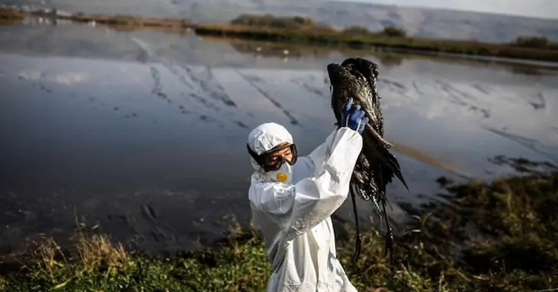 Взети са мерки, заради мъртви врабче и домашен бухал с