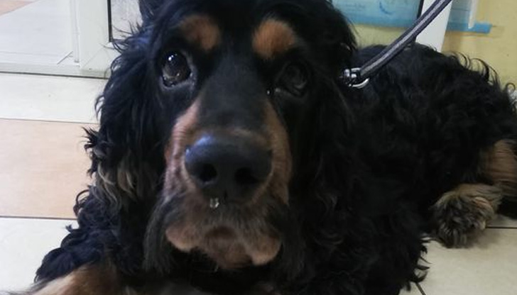 Ветеринарна клиника в Русе търси спешно кръв за куче с