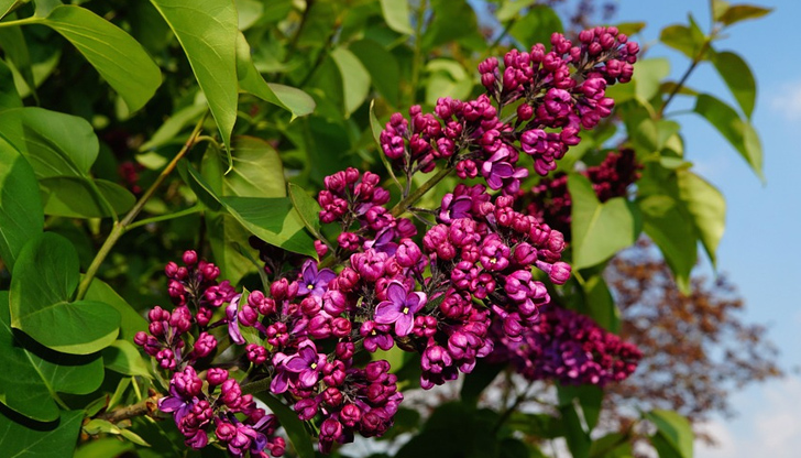Утре ще бъде предимно слънчево, с висока облачност над западната