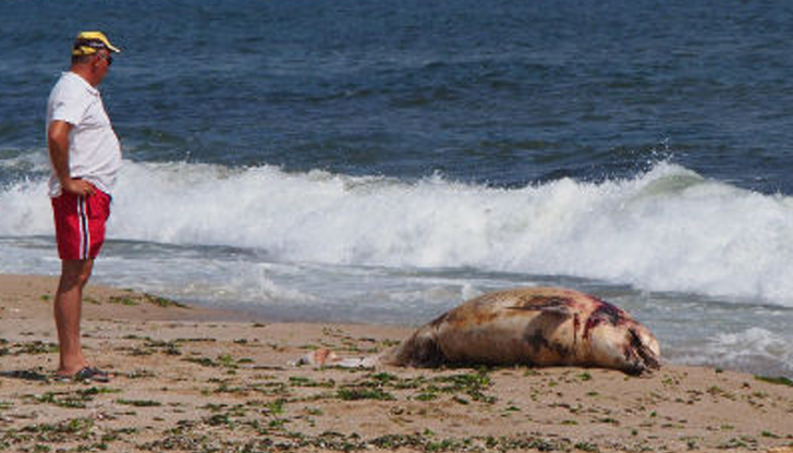 Възможно е да има миграция на делфини към нашите бреговеТова