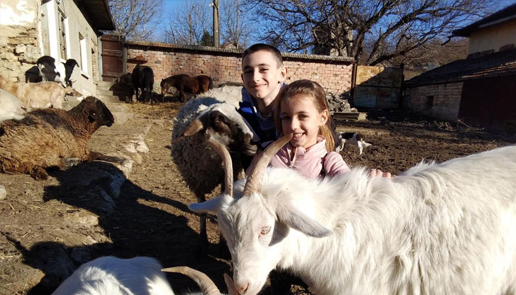 От жертвено животно Пенчо се превърна в любимец на децатаАгнето