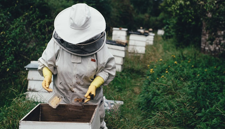 Около 55 000 са пчелните семействаРаботна среща за опазването на