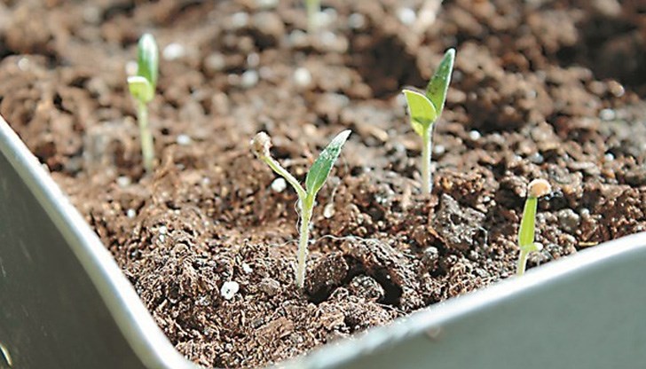 Цената на разсада за български зеленчуци е скочила драстично, алармират