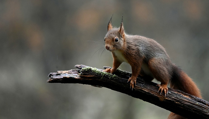 Нагряващата се планета принуждава животните да се преместят в по-населени