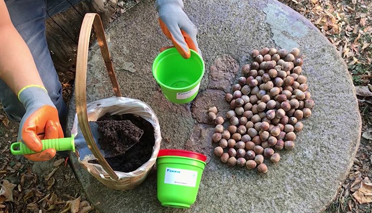 Подрежете розите и ги завържете към ограда или специална решеткаРазпръснете