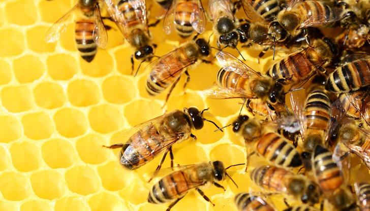 Проблемът с пръсканията на земеделските култури и опазването на пчелните