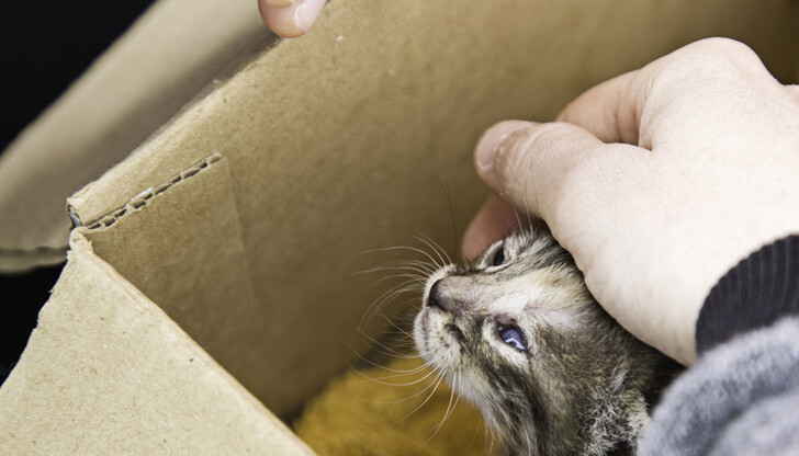 С пожарникарска стълба спасителният екип се изкачи до последните етажи