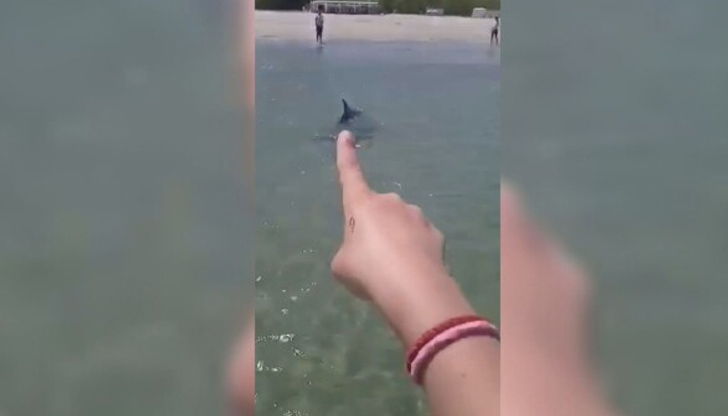 Делфин доплува до брега във Варна в „Аспарухово“ и се