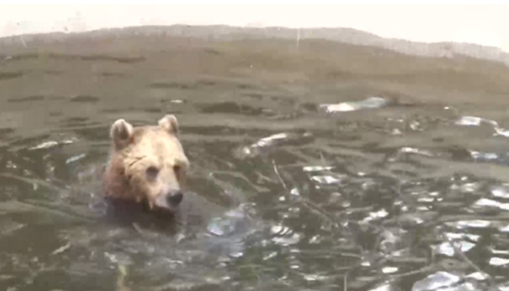 Мечките в парка в Белица се събудиха от зимен сън.&bdquo;Те