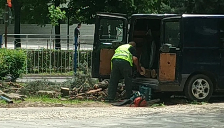 Какво се случва с някой дървета в Русе, докато една