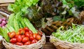 Токсиколог изброи опасните зеленчуци и  как да избегнем нитратите