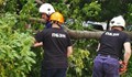 Пожарникари разчистваха паднали дървета по пътя за Силистра