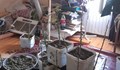 Разбиха домашна наркооранжерия в София