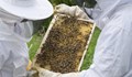Детска бригада изучава тайнството на пчелите