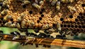 Вирус унищожава пчелни колонии по целия свят