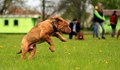 Община Русе пусна анкета за нови паркове за кучета