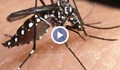 Къде се срещат опасните тигрови комари у нас?