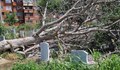 Гробищен парк "Чародейка" е пострадал тежко при бурята