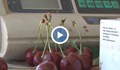 Черешоберът е напът да претърпи пълен крах