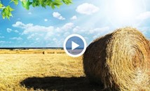 Земеделската земя в община Русе поскъпва рекордно