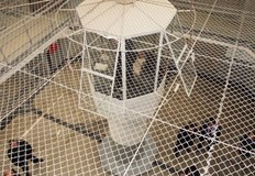 Потърпевшата е понесла средна телесна повреда при нападениетоПо обвинение на Окръжна