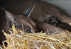 Клеопатра стана майка на две прекрасни рожбиЕдинственият каракал в България