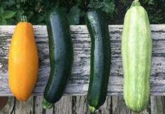 Много градинари се стараят да садят повече тиквички в своята