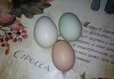 Кокошите яйца са най разпространеният продукт на планетатаХората които не се