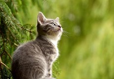 Тайландска ветеринарна лекарка се е заразила с Ковид 19 от котка