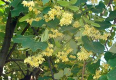 Започнаха да цъфтят липите време е да съберем и изсушим