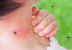 Лекарят терапевт Алексей Хухрев разказа как да се предпазим от комариМедикът