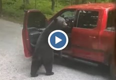 Животното дори се качи в автомобилаВидеоклип в канала ViralHog в
