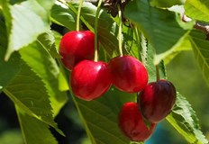 Масовият черешобер през настоящата седмица е компрометиран заради големите количества