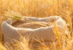 Недостигът на зърно причинен от войната ще доведе до тежко