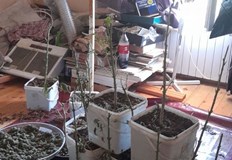 Трима мъже и жена замесени в престъпления с наркотици са