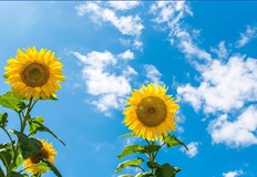 Вятърът ще е слаб ще придобие южна компонентаДнес ще бъде