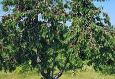 Производител Това чудо не е било никога а от година