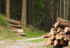 Дърво премаза и уби на място 19 годишно момче от ЧепелареНещастието